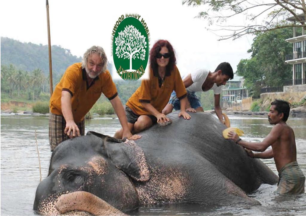 Greenwood Kandy Homestay Εξωτερικό φωτογραφία